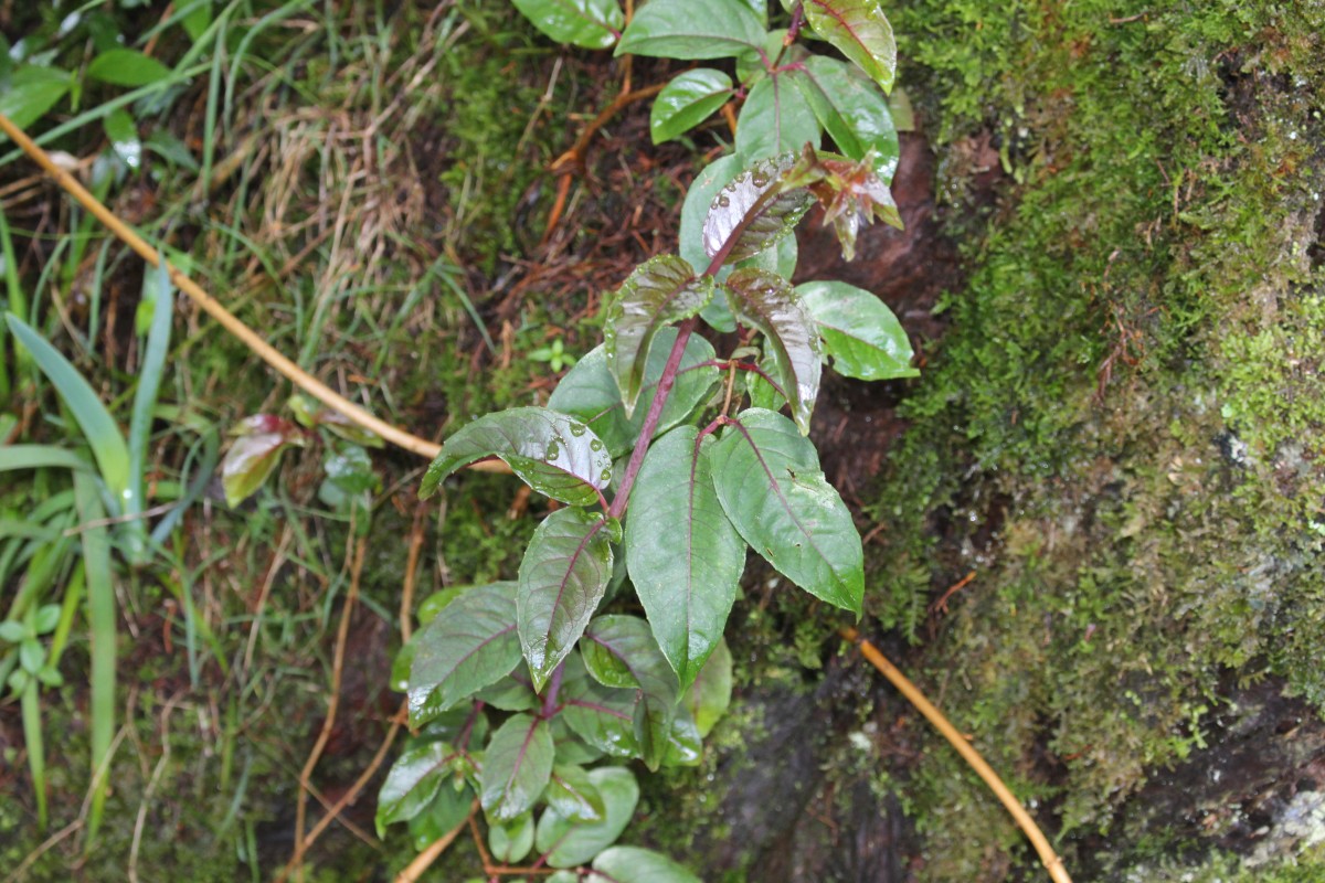 Cestrum elegans (Brongn. ex Neumann) Schltdl.